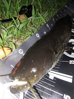 ナマズの釣果