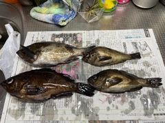 メバルの釣果