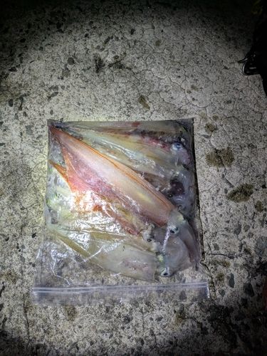 ヤリイカの釣果