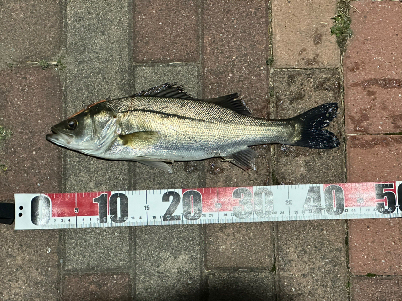 DAIWA 20ラテオ モバイル 90ML-4の最安値・インプレ・釣果 DAIWA 20ラテオ モバイル 90ML-4の最安値・インプレ・釣果