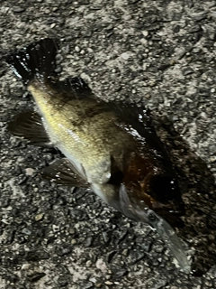 メバルの釣果