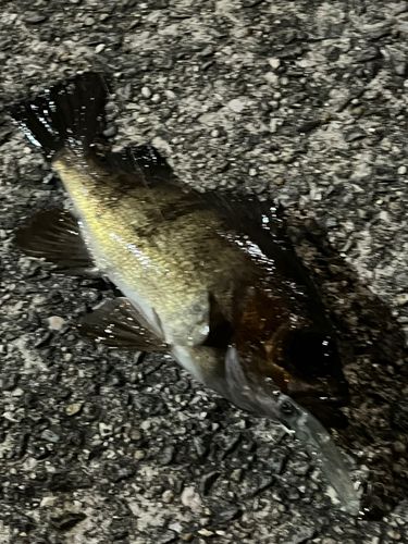 メバルの釣果