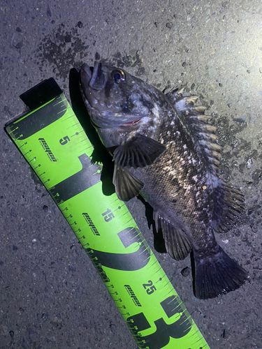 クロソイの釣果