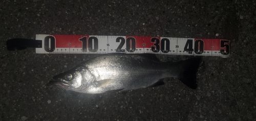 セイゴ（ヒラスズキ）の釣果