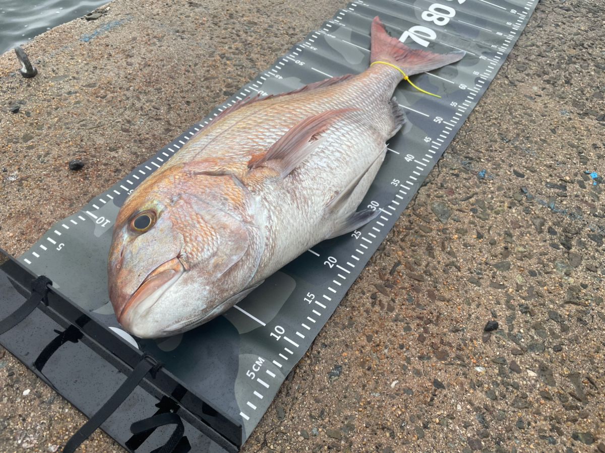 ぢゅん、さんの釣果 1枚目の画像