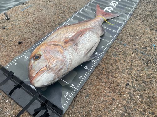 マダイの釣果