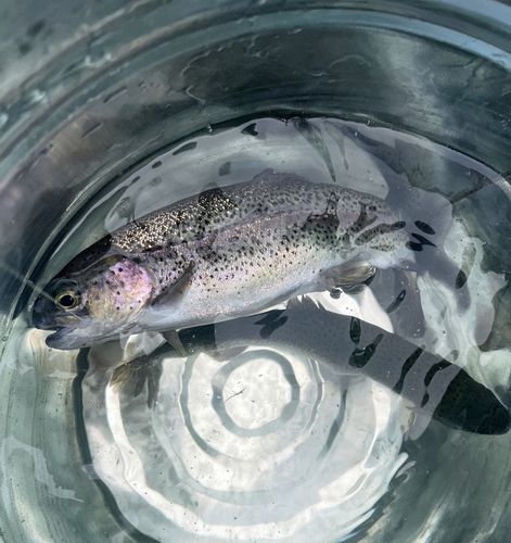 ニジマスの釣果