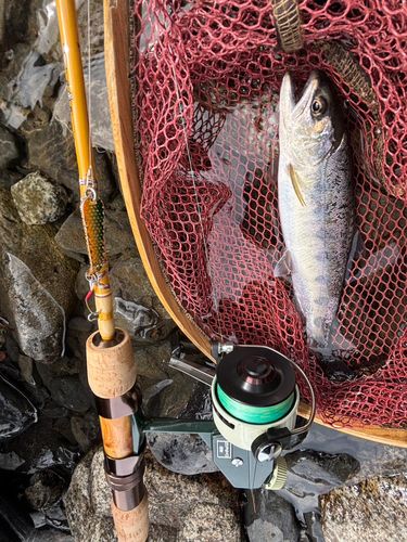 アマゴの釣果