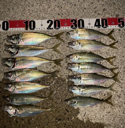 マアジの釣果