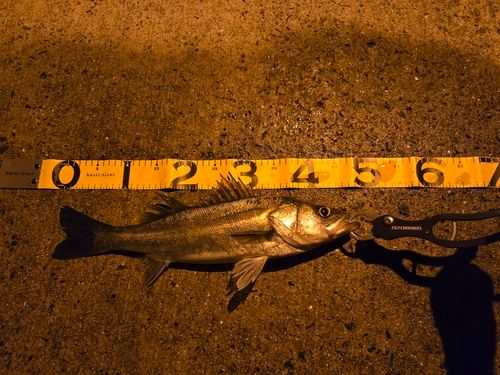 フッコ（マルスズキ）の釣果