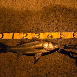 フッコ（マルスズキ）