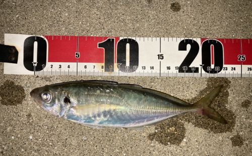 マアジの釣果