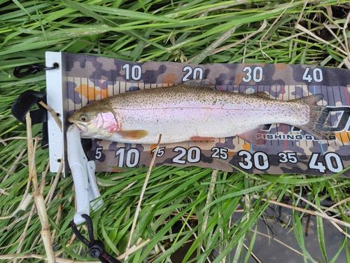 レインボートラウトの釣果