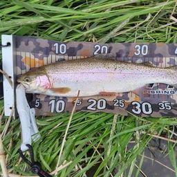 レインボートラウト