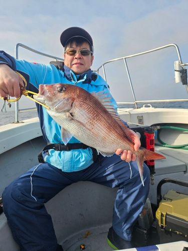 マダイの釣果