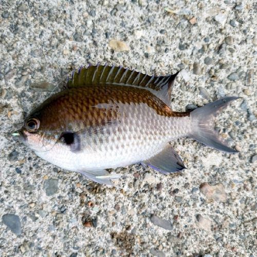 スズメダイの釣果