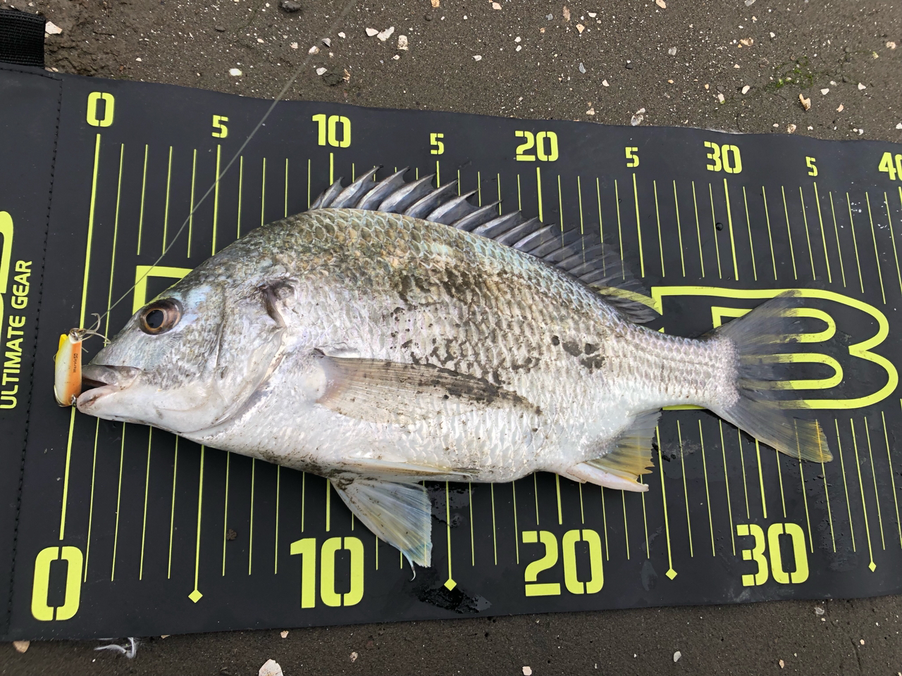 DAIWA 21ラブラックス AGS 93MLの最安値・インプレ・釣果 | 本音