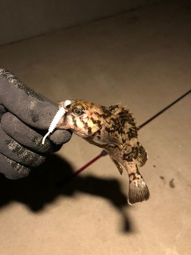 クロソイの釣果