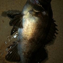 アカメバル