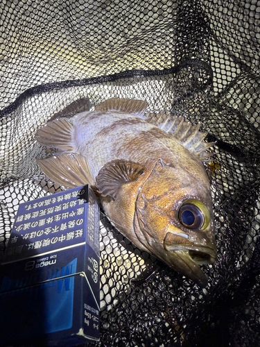 メバルの釣果