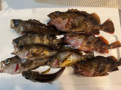 メバルの釣果