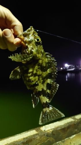 タケノコメバルの釣果
