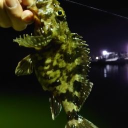 タケノコメバル