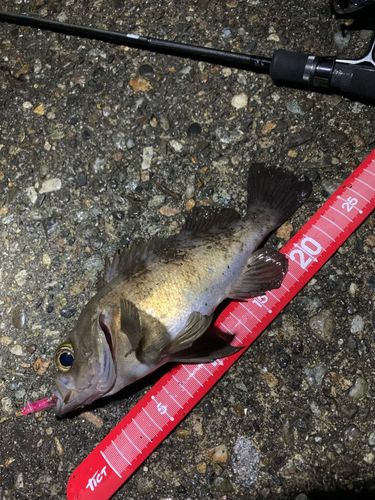 シロメバルの釣果