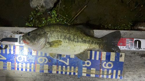ブラックバスの釣果
