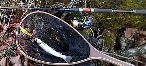 アメマスの釣果