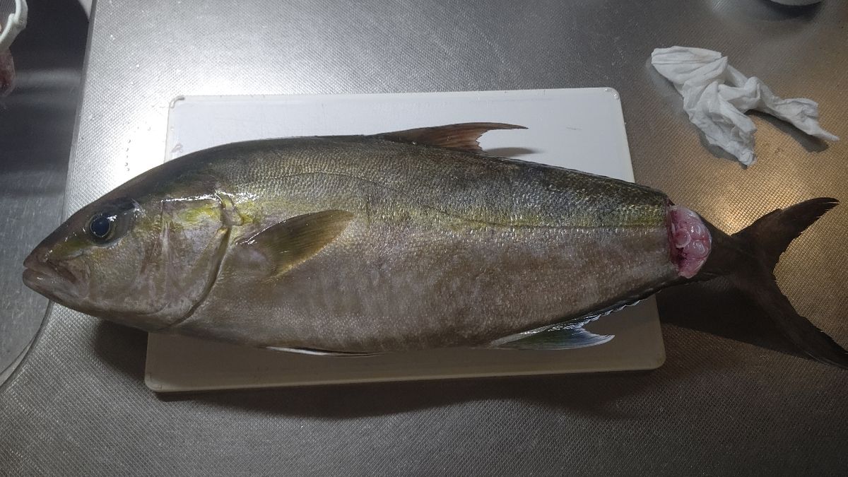 TK様さんの釣果 1枚目の画像