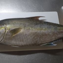 ヒレナガカンパチ