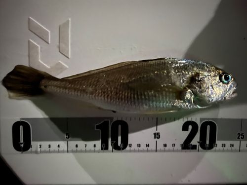 イシモチの釣果