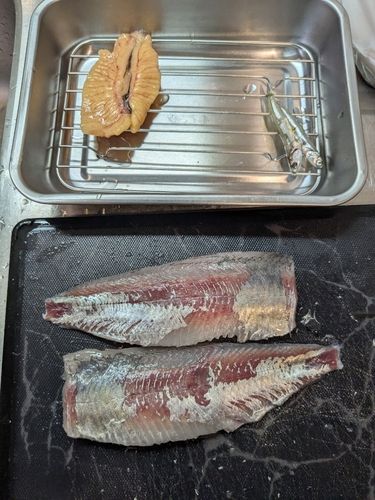 コノシロの釣果