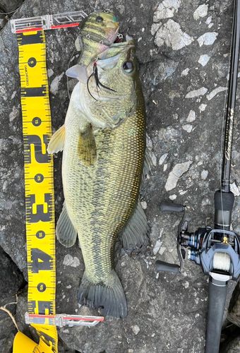 ブラックバスの釣果