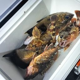メバル
