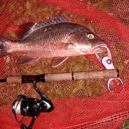 マングローブジャック