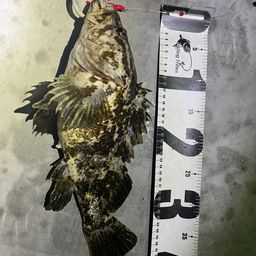 ベッコウゾイ