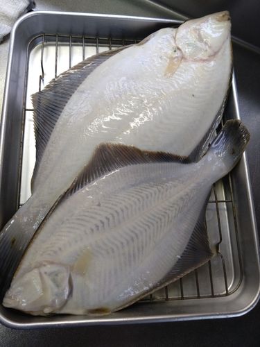 マコガレイの釣果