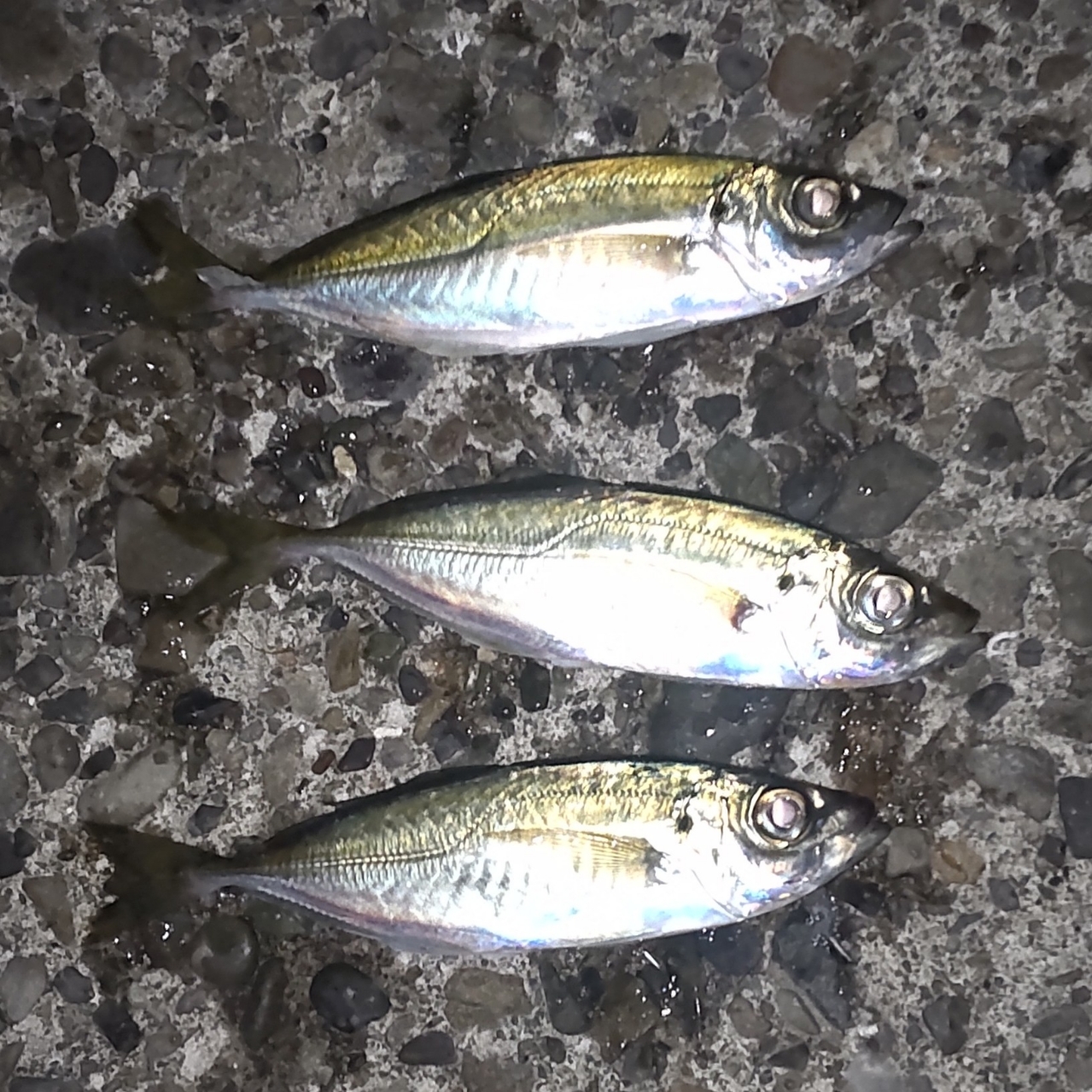 SHIMANO 19ソアレ BB アジング S610L-Sの最安値・インプレ・釣果