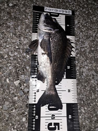 クロダイの釣果