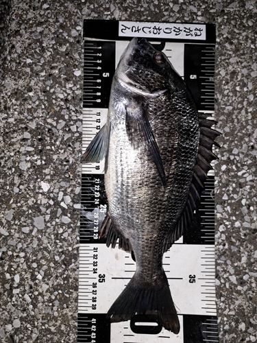 クロダイの釣果