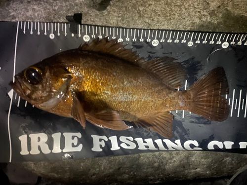 アカメバルの釣果