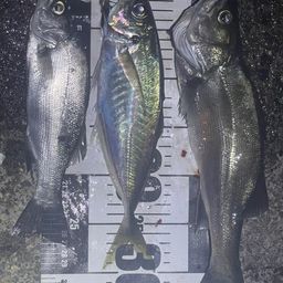 アジ