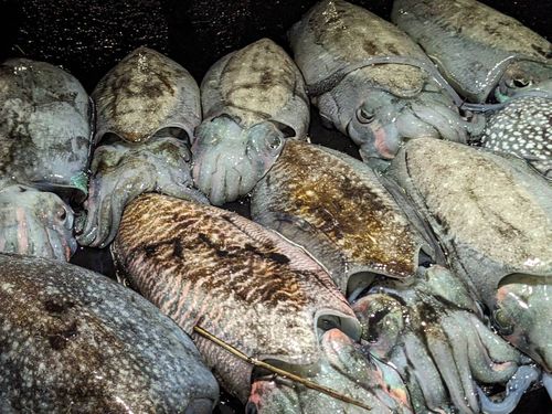 コウイカの釣果