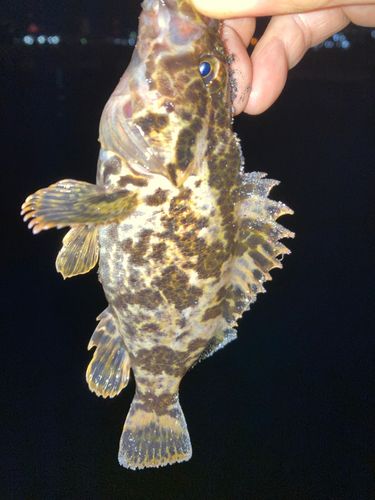 タケノコメバルの釣果