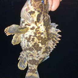 タケノコメバル