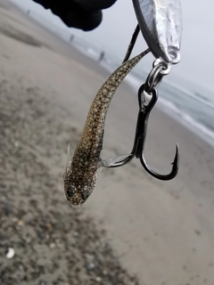 シタビラメの釣果