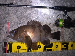 メバルの釣果