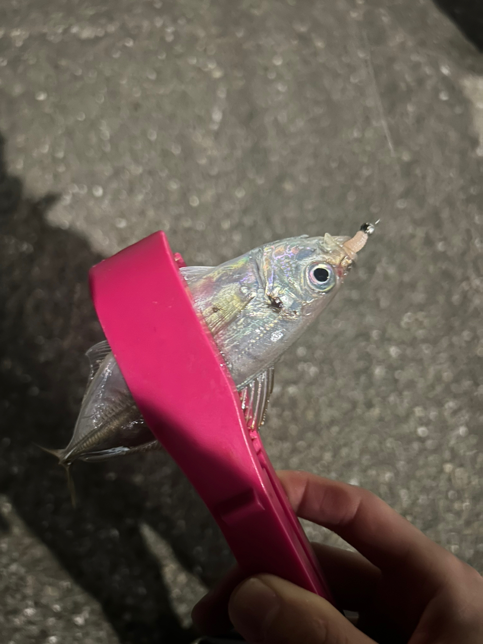 SHIMANO 23ストラディック C2000SHGの最安値・インプレ・釣果